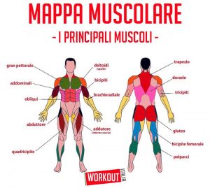 Mappa Muscolare - Conoscere I Nostri Muscoli Per Allenarci Meglio